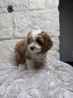 Poppy, a female Cockapoo for sale in Dallas, TX – 3 of 5