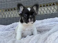 Poppy, a female French Bulldog for sale in Dallas, TX – 2 of 5