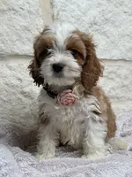 Poppy, a female Cockapoo for sale in Dallas, TX – 4 of 5