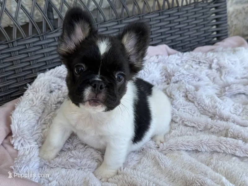 Poppy – French Bulldog puppy for sale in Dallas, TX