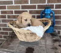 Duke, a male Golden Retriever for sale in Bloomfield, IN – 3 of 7