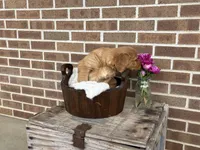 Lassie, a female Golden Retriever for sale in Bloomfield, IN – Photo 7 of 8