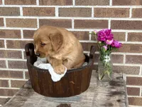 Lassie, a female Golden Retriever for sale in Bloomfield, IN – Photo 6 of 8