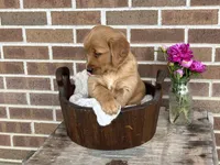 Lassie, a female Golden Retriever for sale in Bloomfield, IN – Photo 5 of 8