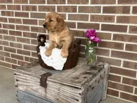 Lassie, a female Golden Retriever for sale in Bloomfield, IN – Photo 2 of 8