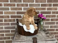 Lassie, a female Golden Retriever for sale in Bloomfield, IN – Photo 4 of 8
