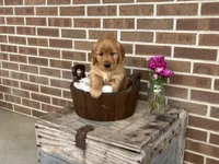 Lassie, a female Golden Retriever for sale in Bloomfield, IN – Photo 3 of 8