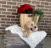 Frisco, a male Golden Retriever for sale in Bloomfield, IN – 2 of 7