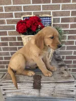 Buster, a male Golden Retriever for sale in Bloomfield, IN – 7 of 8