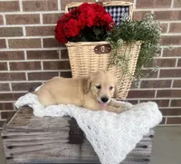 Frisco, a male Golden Retriever for sale in Bloomfield, IN – 1 of 7