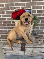 Buster, a male Golden Retriever for sale in Bloomfield, IN – 2 of 8