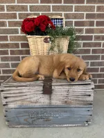 Buster, a male Golden Retriever for sale in Bloomfield, IN – 4 of 8