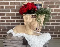 Frisco, a male Golden Retriever for sale in Bloomfield, IN – 5 of 7