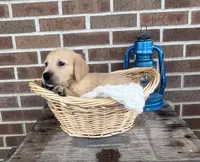 Duke, a male Golden Retriever for sale in Bloomfield, IN – 2 of 7