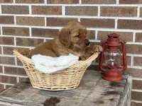 Rocky, a male Golden Retriever for sale in Bloomfield, IN – Photo 3 of 7