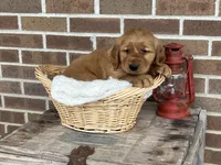 Rocky, a male Golden Retriever for sale in Bloomfield, IN – Photo 2 of 7