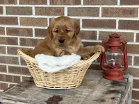 Rocky, a male Golden Retriever for sale in Bloomfield, IN – Photo 6 of 7