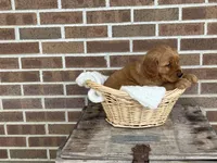 Rocky, a male Golden Retriever for sale in Bloomfield, IN – Photo 7 of 7