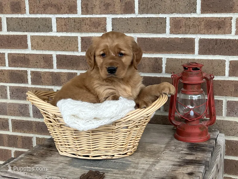 Rocky, a male Golden Retriever for sale in Bloomfield, IN – Photo 1 of 7