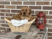 Rocky, a male Golden Retriever for sale in Bloomfield, IN – Photo 4 of 7