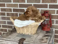 Rocky, a male Golden Retriever for sale in Bloomfield, IN – Photo 5 of 7