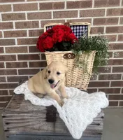 Frisco, a male Golden Retriever for sale in Bloomfield, IN – 6 of 7