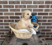 Duke, a male Golden Retriever for sale in Bloomfield, IN – 6 of 7