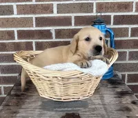 Duke, a male Golden Retriever for sale in Bloomfield, IN – 4 of 7