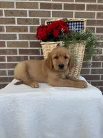 Buster, a male Golden Retriever for sale in Bloomfield, IN – 3 of 8