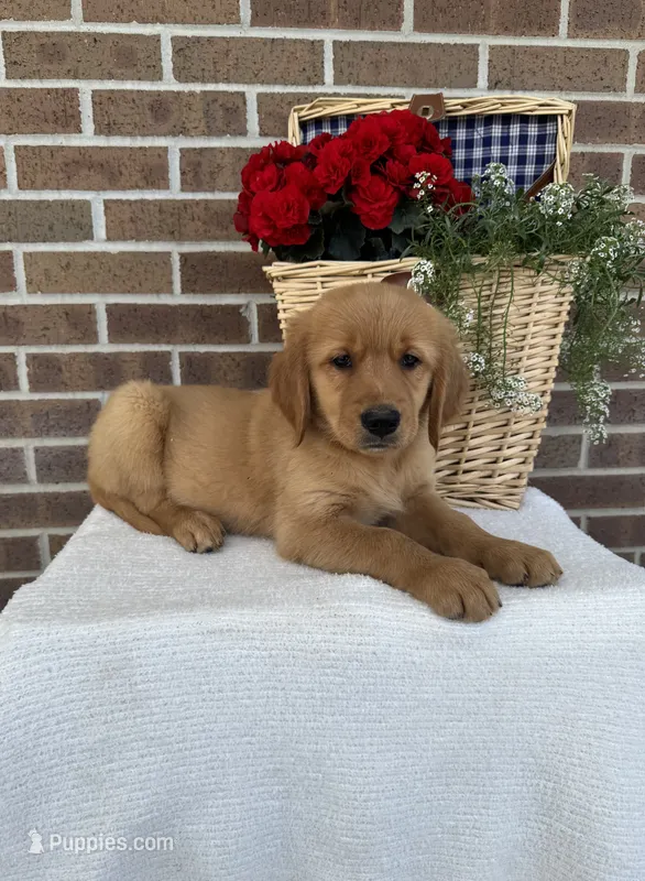 Buster – Golden Retriever puppy for sale in Bloomfield, IN