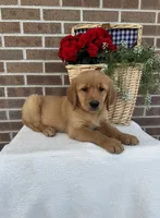Buster, a male Golden Retriever for sale in Bloomfield, IN – 1 of 8