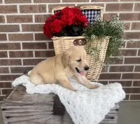Frisco, a male Golden Retriever for sale in Bloomfield, IN – 4 of 7