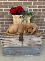 Buster, a male Golden Retriever for sale in Bloomfield, IN – 5 of 8
