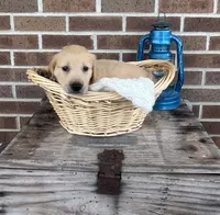 Duke, a male Golden Retriever for sale in Bloomfield, IN – 5 of 7