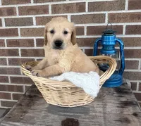 Duke, a male Golden Retriever for sale in Bloomfield, IN – 1 of 7