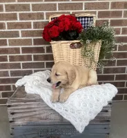 Frisco, a male Golden Retriever for sale in Bloomfield, IN – 3 of 7