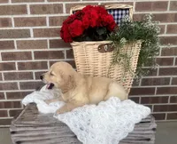 Frisco, a male Golden Retriever for sale in Bloomfield, IN – 7 of 7