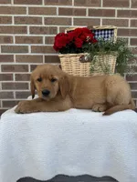 Buster, a male Golden Retriever for sale in Bloomfield, IN – 6 of 8