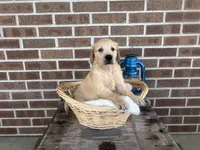 Duke, a male Golden Retriever for sale in Bloomfield, IN – 7 of 7