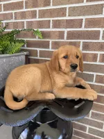 Buster, a male Golden Retriever for sale in Bloomfield, IN – 8 of 8