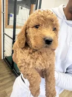 Royal , a male Labradoodle for sale in Sioux Falls, SD – 2 of 3