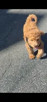 Royal , a male Labradoodle for sale in Sioux Falls, SD – 3 of 3