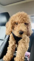 Royal , a male Labradoodle for sale in Sioux Falls, SD – 1 of 3