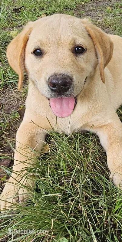 AKC Peaches – Labrador Retriever puppy for sale in Prince George, VA