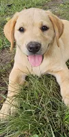 AKC Peaches, a female Labrador Retriever for sale in Prince George, VA – 1 of 6