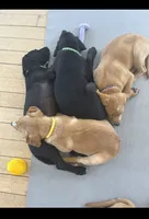 Raymond , a male Labrador Retriever for sale in Prince George, VA – 4 of 4