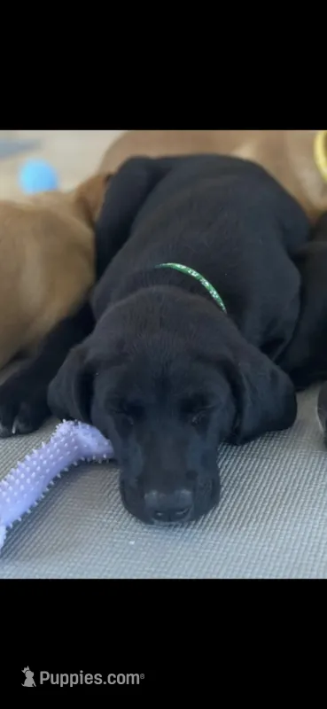 Lightning – Labrador Retriever puppy for sale in Prince George, VA