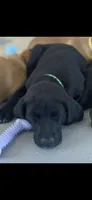 Lightning, a female Labrador Retriever for sale in Prince George, VA – 1 of 3