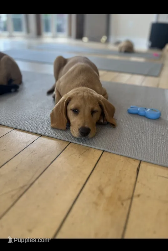 Red – Labrador Retriever puppy for sale in Prince George, VA