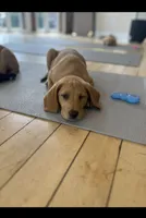 Red, a female Labrador Retriever for sale in Prince George, VA – 1 of 3